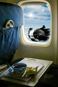 dog on plane